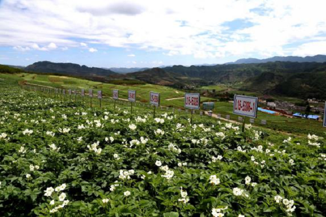 水磨馬鈴薯種植基地.png